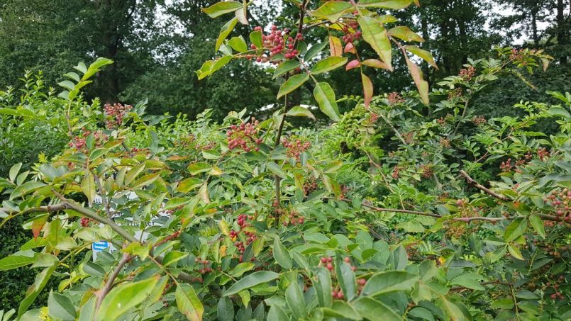20210821_132307.jpg