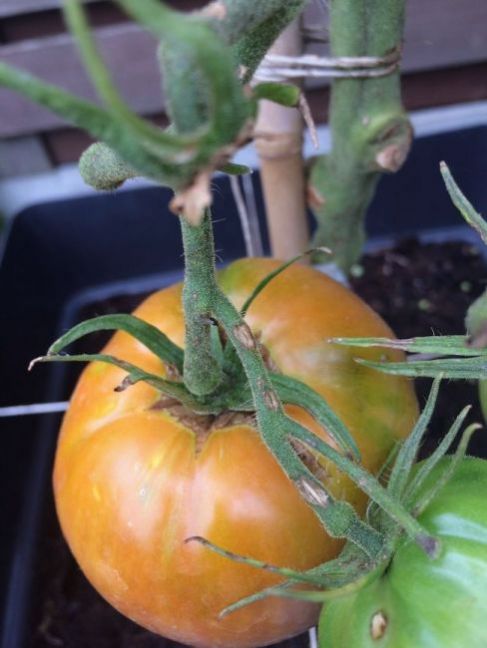 21097569_Tomaten2021-3.thumb.JPG.f6dc3c8707946480baccaddacda6b9d8.JPG