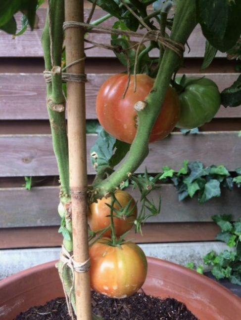 502640284_Tomaten2021-2.thumb.JPG.a86c22654d4ad47dc73eb25e0cff10a3.JPG