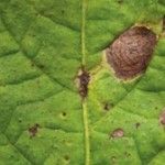 alternaria-2-150x150.jpg