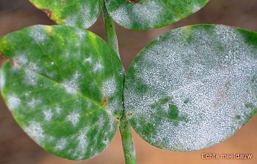 echte-meeldauw-2.jpg