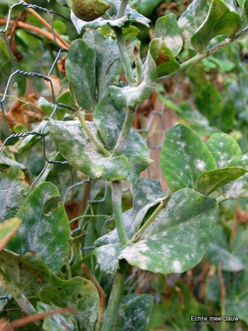 echte-meeldauw-3.jpg