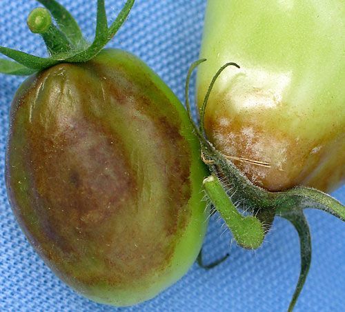 late_blight_tomato_fruit2x500.jpg