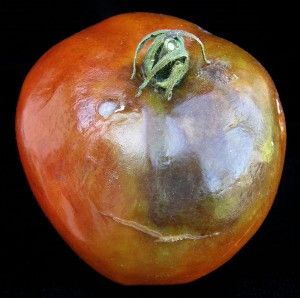 late_blight_tomato_fruit_johnsonx1200-e1315859014677.jpg