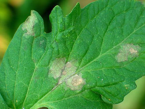 late_blight_tomato_leaf1x500.jpg