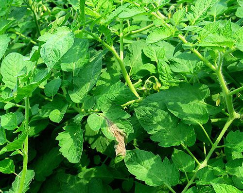 late_blight_tomato_leaf4x500.jpg