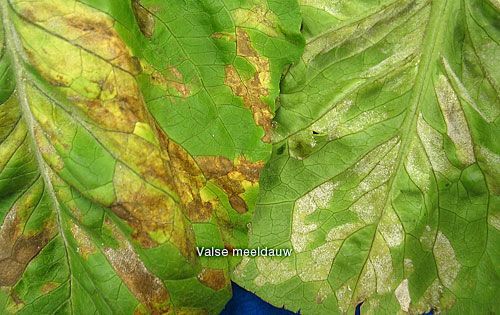 lettuce_downymildew1x500sla.jpg