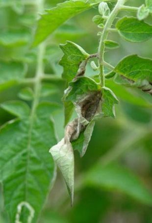 tomaat-aardappelziekte2.jpg
