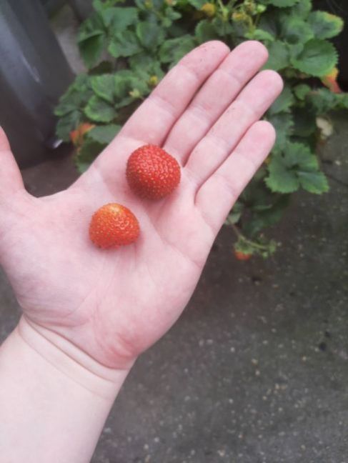 Aardbeien