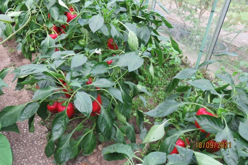 paprika10.thumb.JPG.9b0aff06c7c04e0356922fa311cdcf7d.JPG