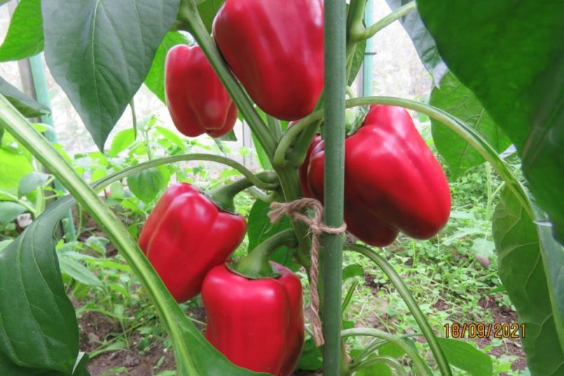 paprika11.thumb.JPG.e8c7afc120097333008223d9b98e1530.JPG