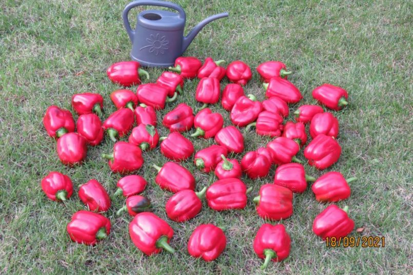 paprika12.thumb.JPG.5becb8568ed5ddae75261f2f727da21e.JPG