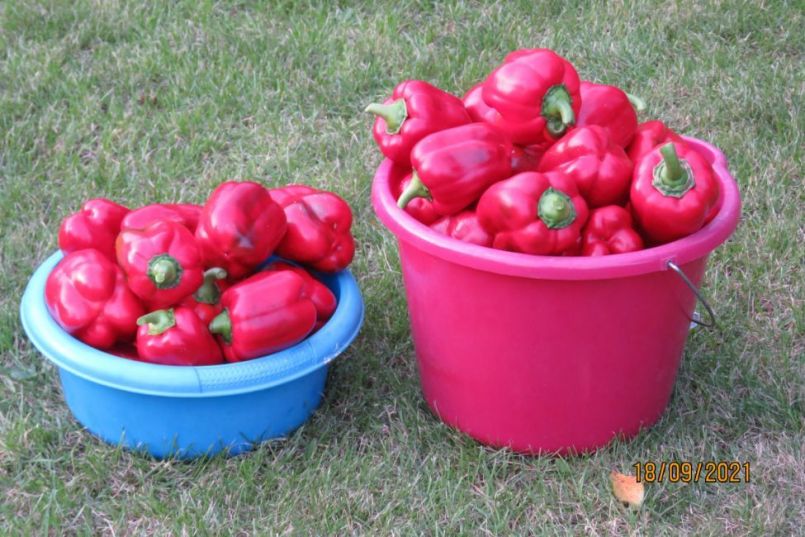 paprika13.thumb.JPG.aa7a1124cfd7a1a461a74b50d3b14751.JPG