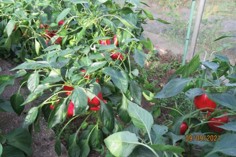 paprika5.thumb.JPG.e039fd7b56cef05458679f20567875ae.JPG