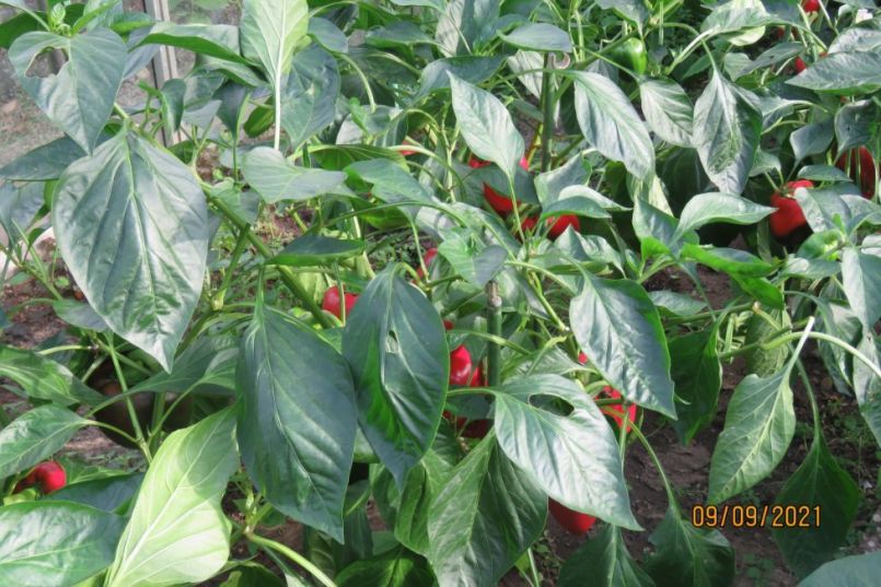 paprika6.thumb.JPG.d1177c1148fb002f1beddad12349efb0.JPG