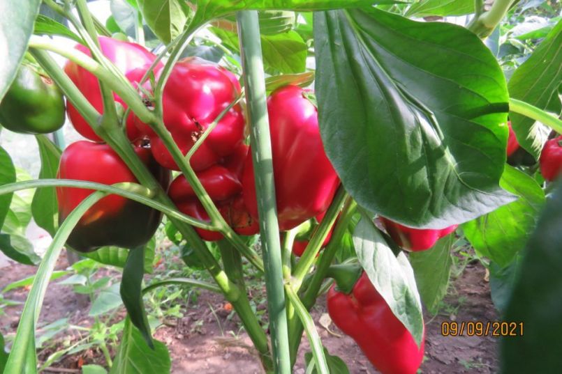 paprika7.thumb.JPG.c184b53deaec63fb39d2e3131dfe1ae0.JPG