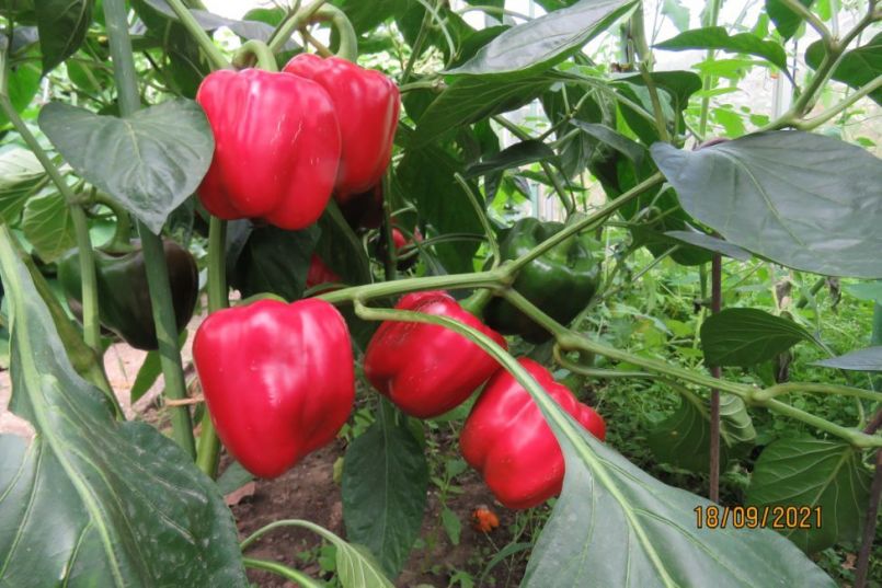 paprika8.thumb.JPG.89007ca729ac96f040b5211187a3b9ab.JPG