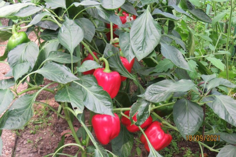 paprika9.thumb.JPG.51308a41660cad22612e0d8031f8ebde.JPG