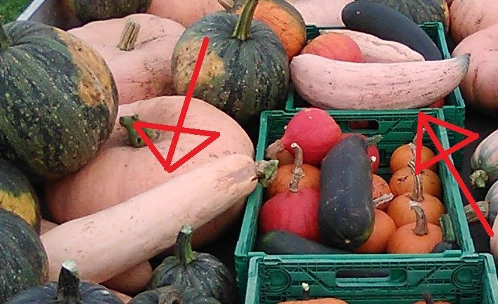 roze lange.jpg