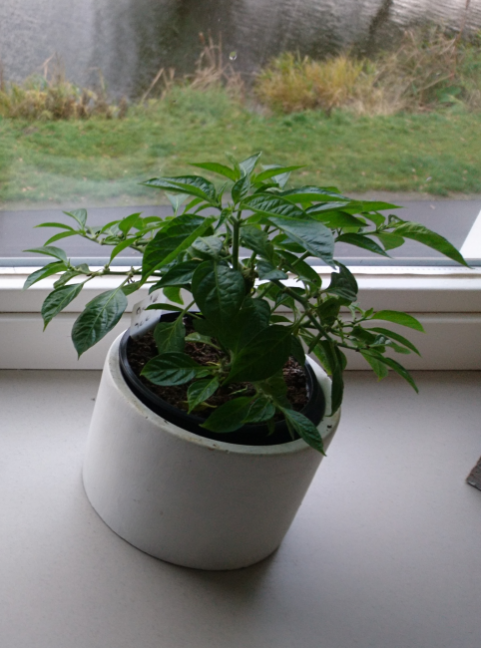 peper.png.26a981f38f03e1660a522a4826b3a232.png