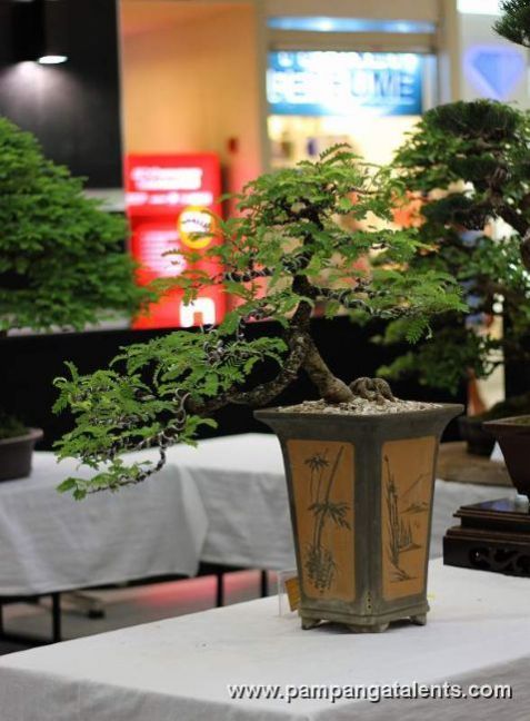 Tamarind_Bonsai-Cascade_2.jpg