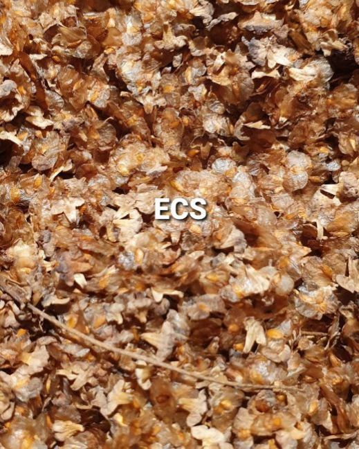 ecs-berkenzaad.jpg