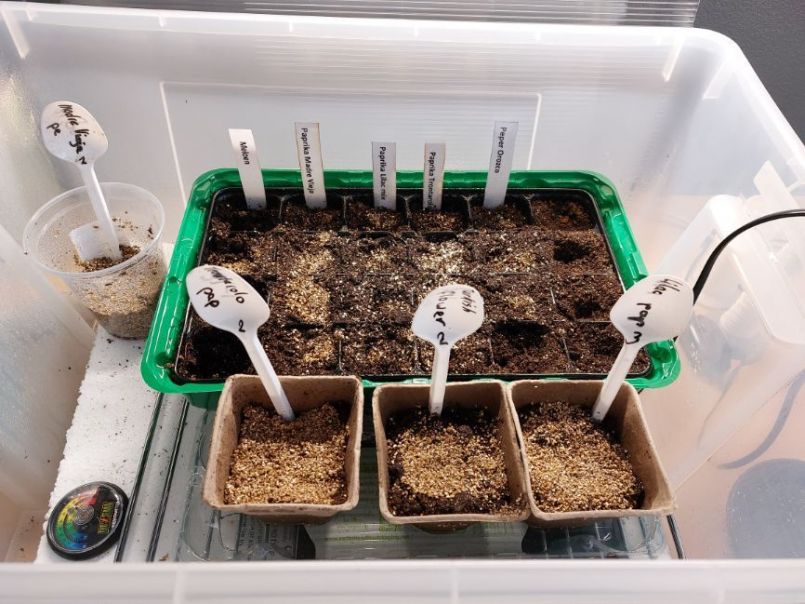 nieuw zaad 31-1-22.jpg