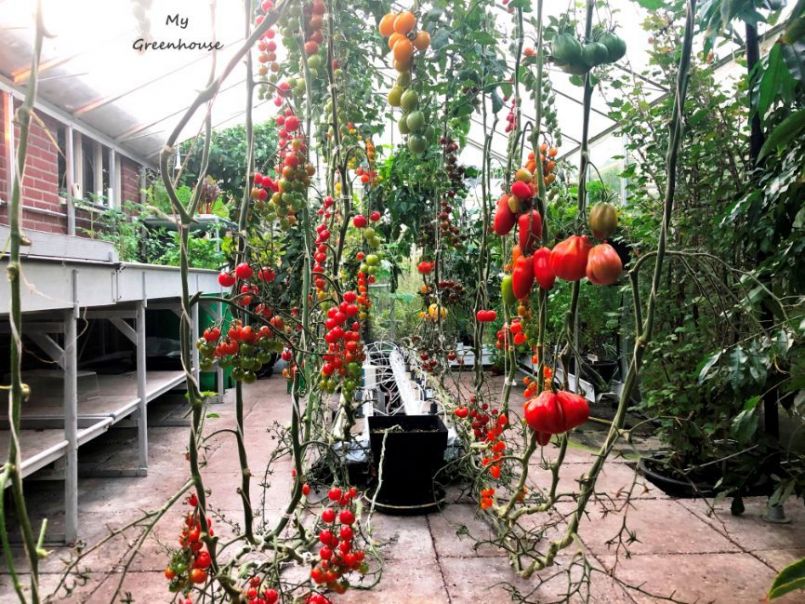 1217023691_MyGreenhouse01.thumb.JPG.490f66652170edcacebd8d56eb94f1be.JPG