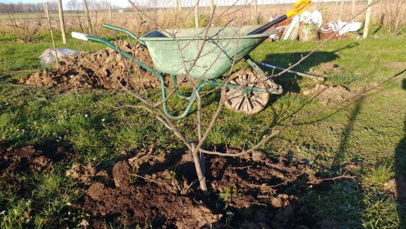 WhatsApp Image 2022-01-06 at 15.04.41 Pseudocydonia sinensis nr 02.jpeg