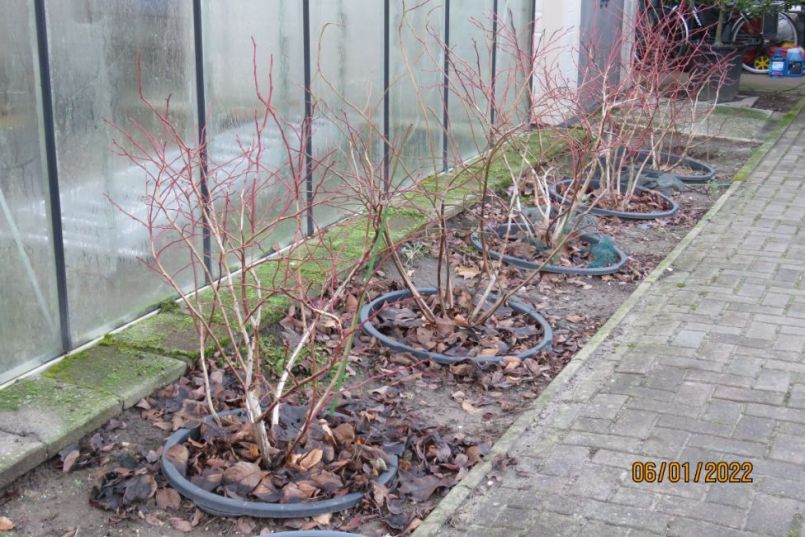blauwebes7.thumb.JPG.a18dd29cc32b3fd9753bbebd6be73a93.JPG