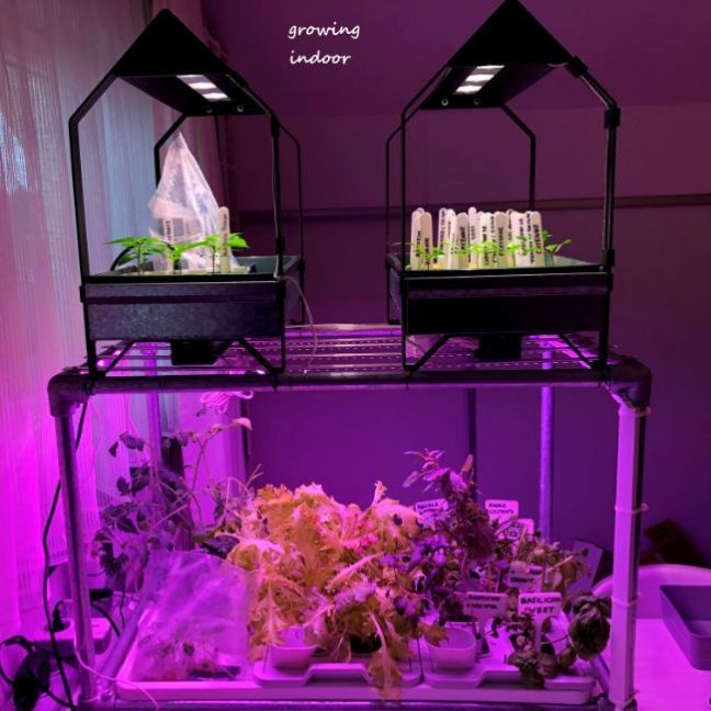 1064660138_IndoorGrowing0120feb22.thumb.JPG.2f028cc905948047b628781ef5c913b0.JPG