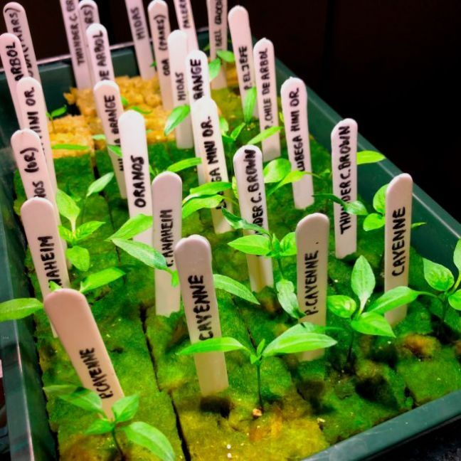 1692983546_IndoorGrowing03pepersenpaprika20feb22.thumb.JPG.5666846663c72e110b163e608a1af1c9.JPG