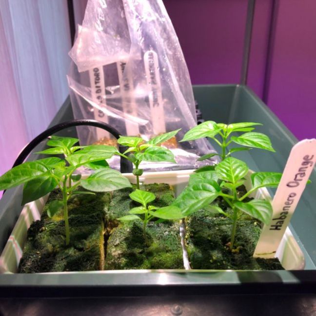 201468288_IndoorGrowing02Habanero20feb22.thumb.JPG.a89cf001fd9a33d841eced556aec25ad.JPG