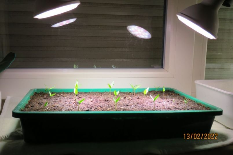 paprika15.thumb.JPG.9463d499088aefacca154eeb2ad74b85.JPG