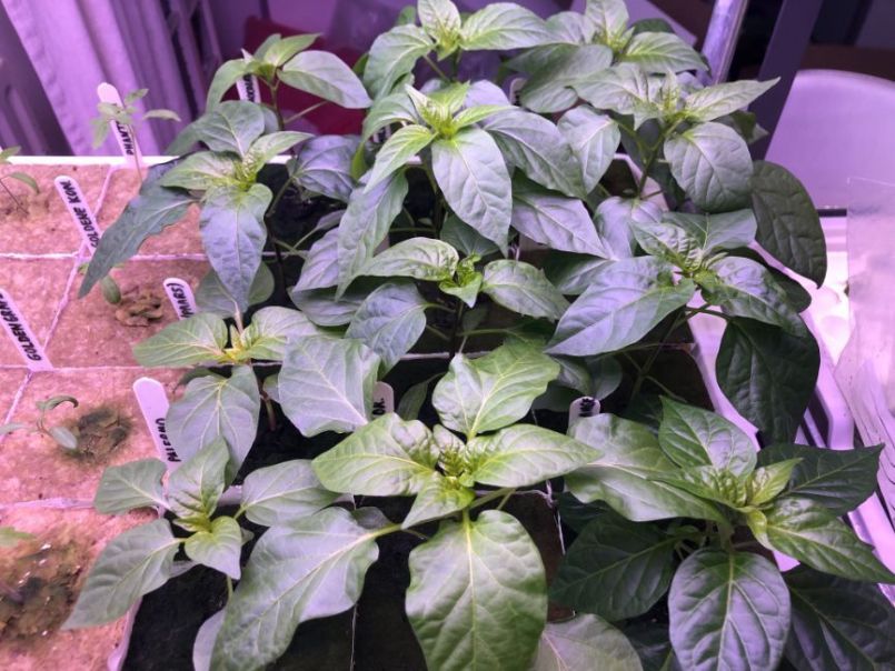 1730598951_2022-03-16Pepersenpaprika.thumb.JPG.eb1ca3fe713c1a6a1f5b433109a7047f.JPG