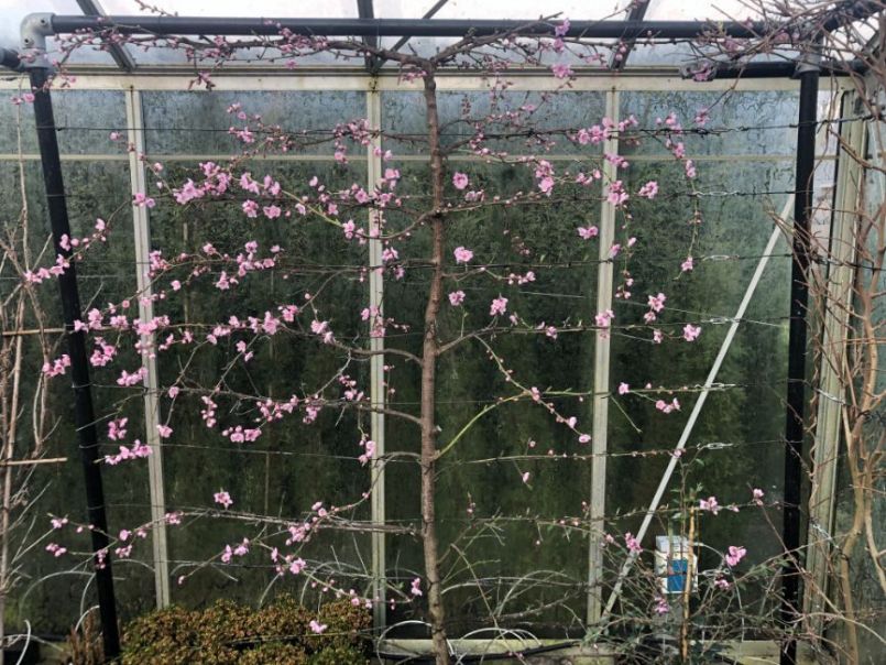 2132258821_Nectarine06mrt2022.thumb.JPG.04b2edb8907bccadf05cbd861fc8cd6b.JPG