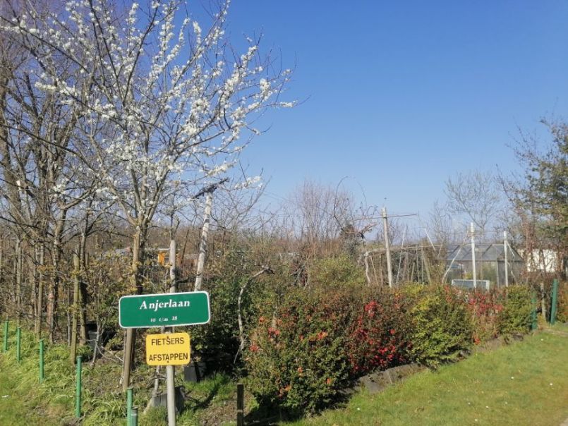 Bloesem 26 mrt.jpg
