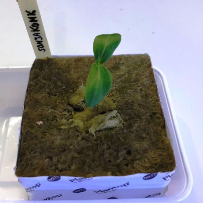 Komk Sonja 1apr22.JPG