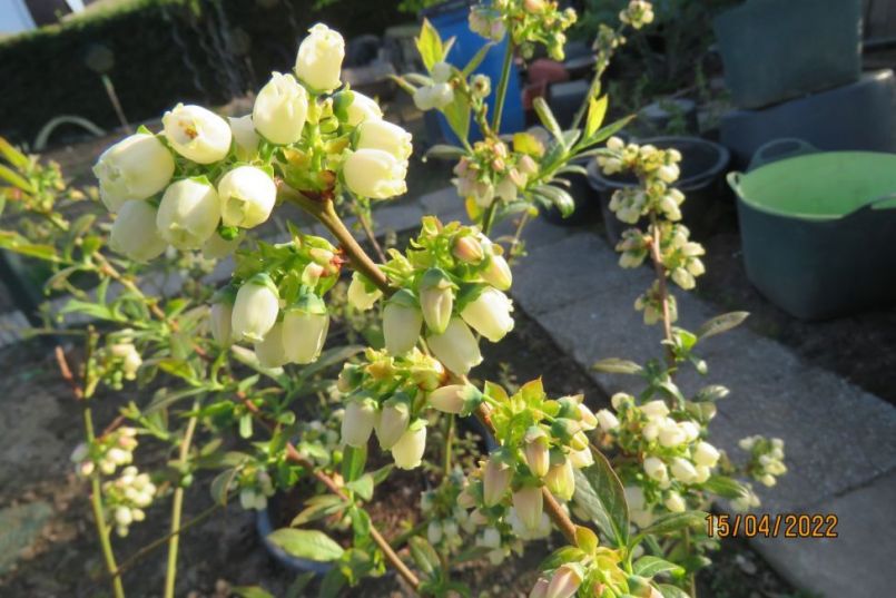 blauebes9.thumb.JPG.cb6c3849ca03b1cac54a6d05ca7fb029.JPG