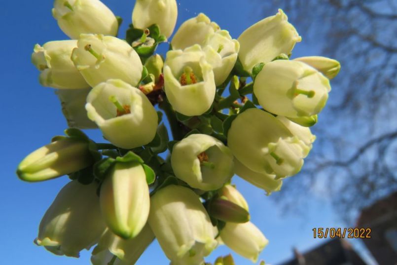 blauwebes8.thumb.JPG.50782c8aa71b1483afe219548199a2bd.JPG