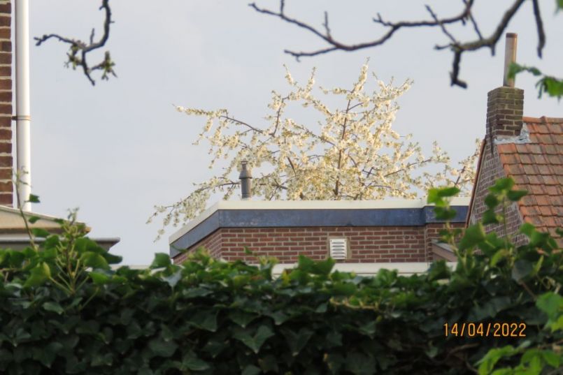 kersenvlieg3.thumb.JPG.02c1672eee87d884f09abc1ce8a4693f.JPG
