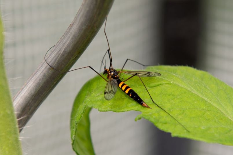35_insect.thumb.jpg.a11e98958820e79fb1965cfa5991ad8c.jpg