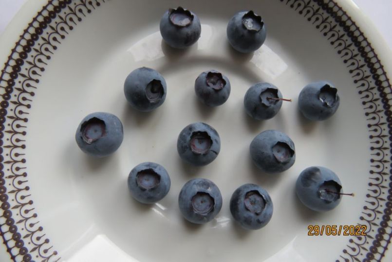 blauwebes11.thumb.JPG.69cad12bbfc09d6fdd917d278d6ecdcc.JPG
