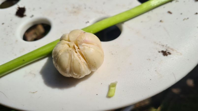 20220621_knoflook2.jpg
