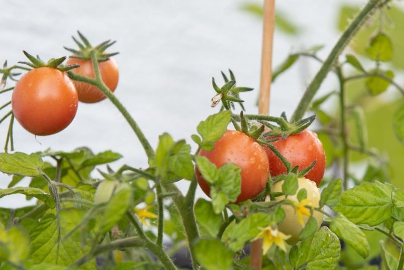 213518621_2_tomaatgartenperle.thumb.jpg.5c39211efb8fb08a68f4883cd5ff2622.jpg