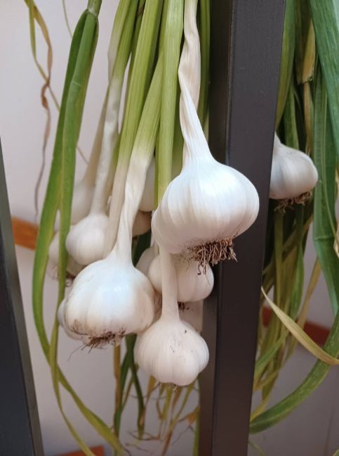 28_knoflook.thumb.jpg.2e699e69d705b500d954f2cc2d7538d9.jpg