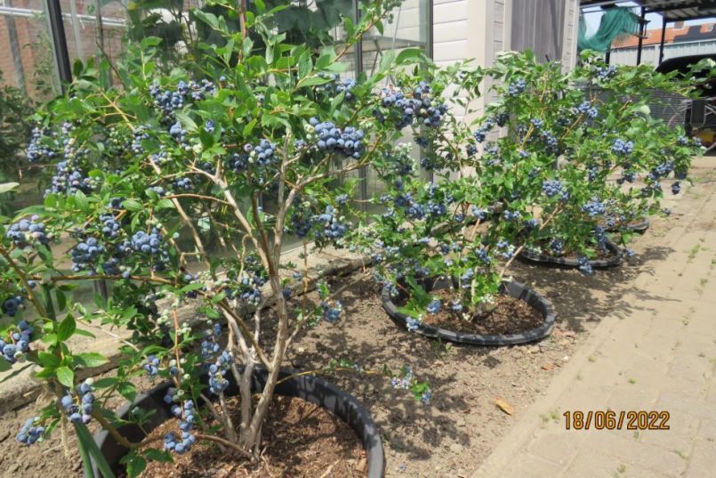 blauwebes15.thumb.JPG.15620a852eae026e29c9601556704dd1.JPG