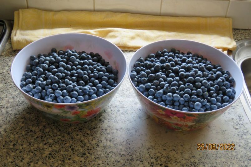 blauwebes17.thumb.JPG.1fa0f0ea84499a16bed741f4937cc248.JPG