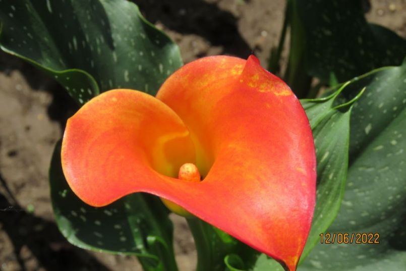 calla6.thumb.JPG.0d86f9cffbc8fff054799e0f4d696a11.JPG