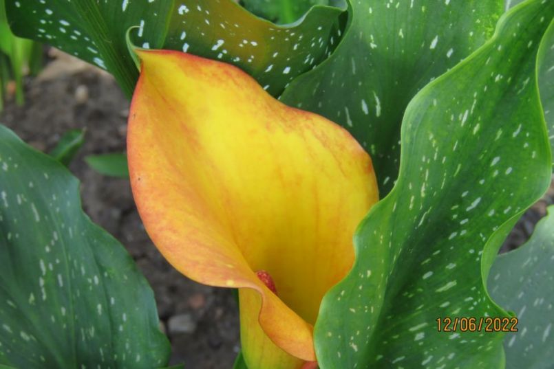 calla7.thumb.JPG.6b3646a3e51eef060b3a97d30c8fd42e.JPG